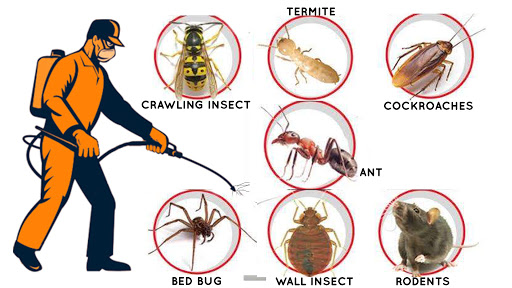 How to Deal With Termite Infestations
